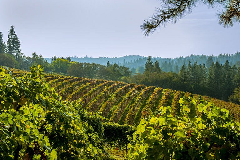 Vineyard rows surrounded by trees and hills on a sunny day.