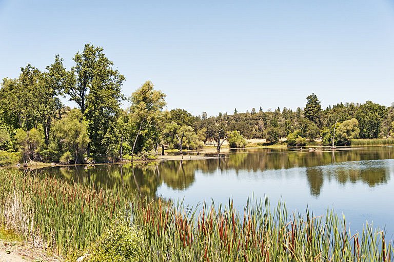 Calm lake surrounded by trees and tall grass under a clear blue sky